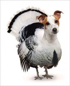PETA Turkey Dog