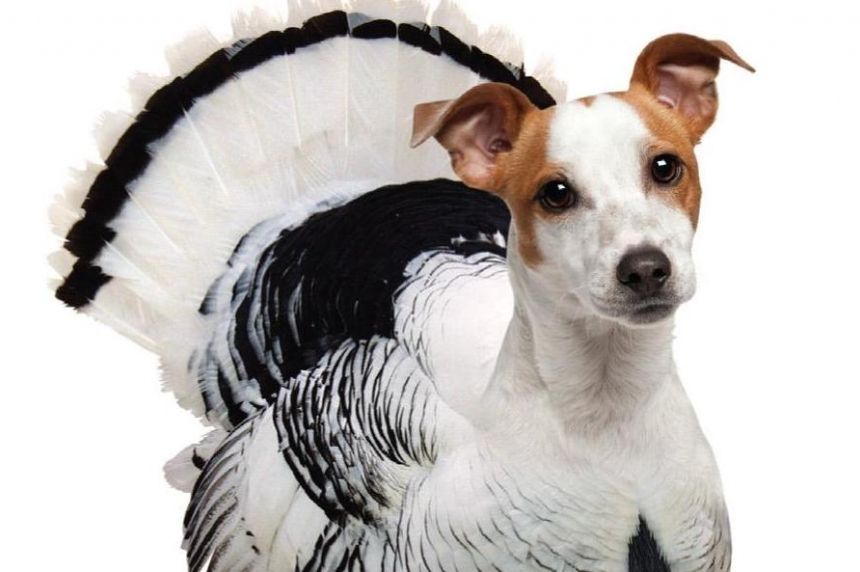 PETA Turkey Dog - HEY BULLDOG